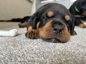 Jay - Rottweiler breeder