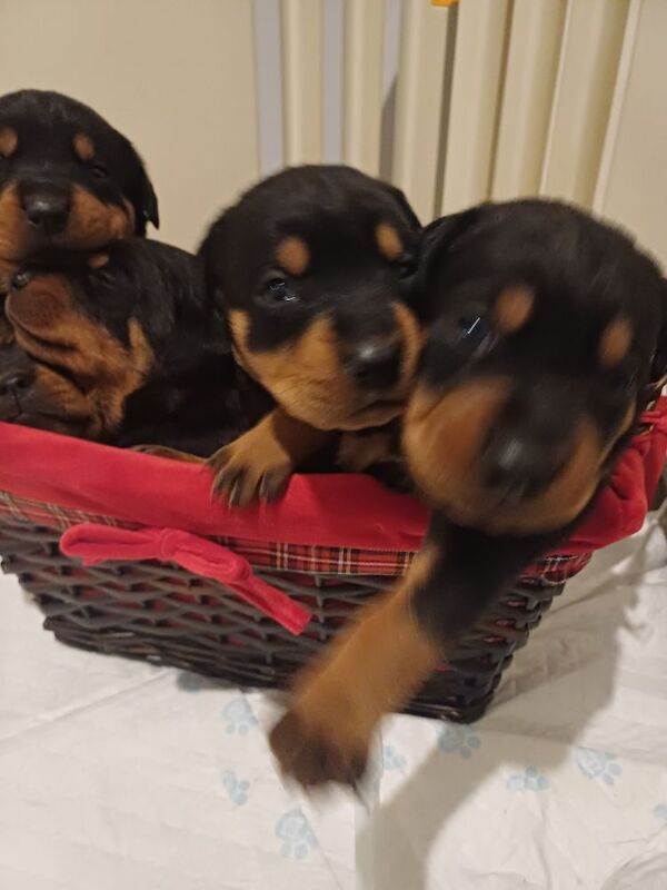 Donna Darling - Private Seller on Rottweiler Owners - Image 8