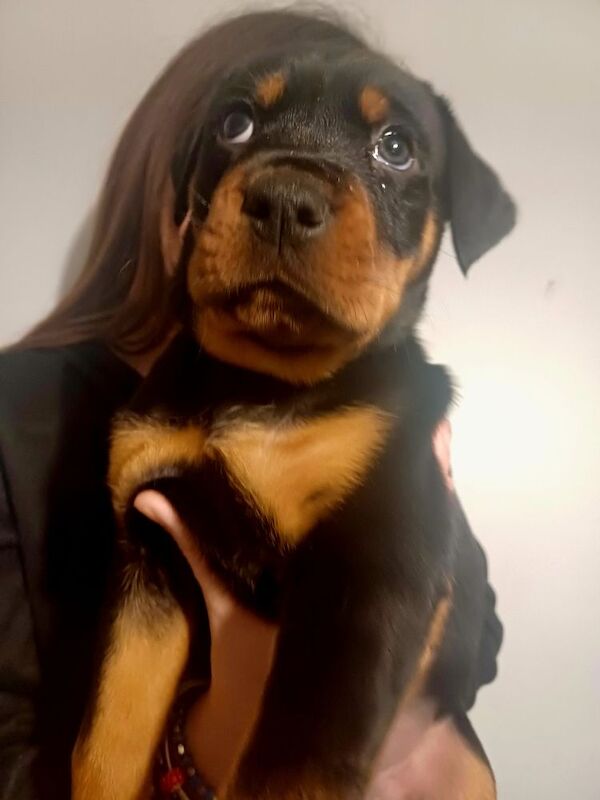 Donna Darling - Private Seller on Rottweiler Owners - Image 10