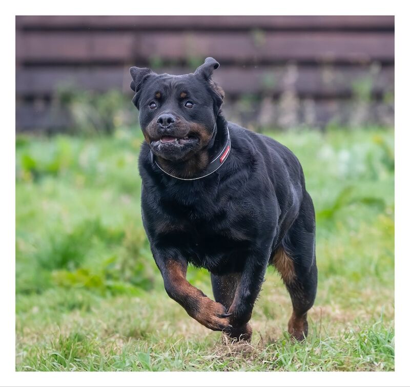 Westshields Rottweilers - Rottweiler Breeder on Rottweiler Owners - Image 1
