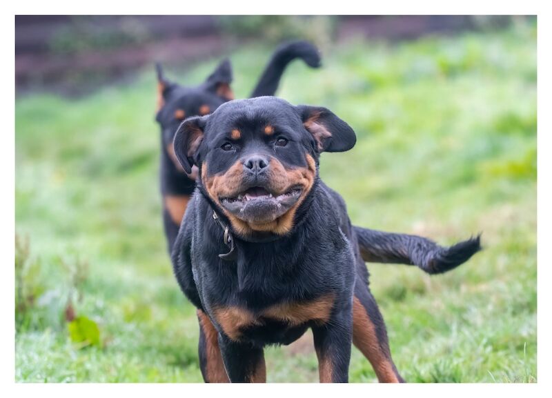 Westshields Rottweilers - Rottweiler Breeder - Image 2
