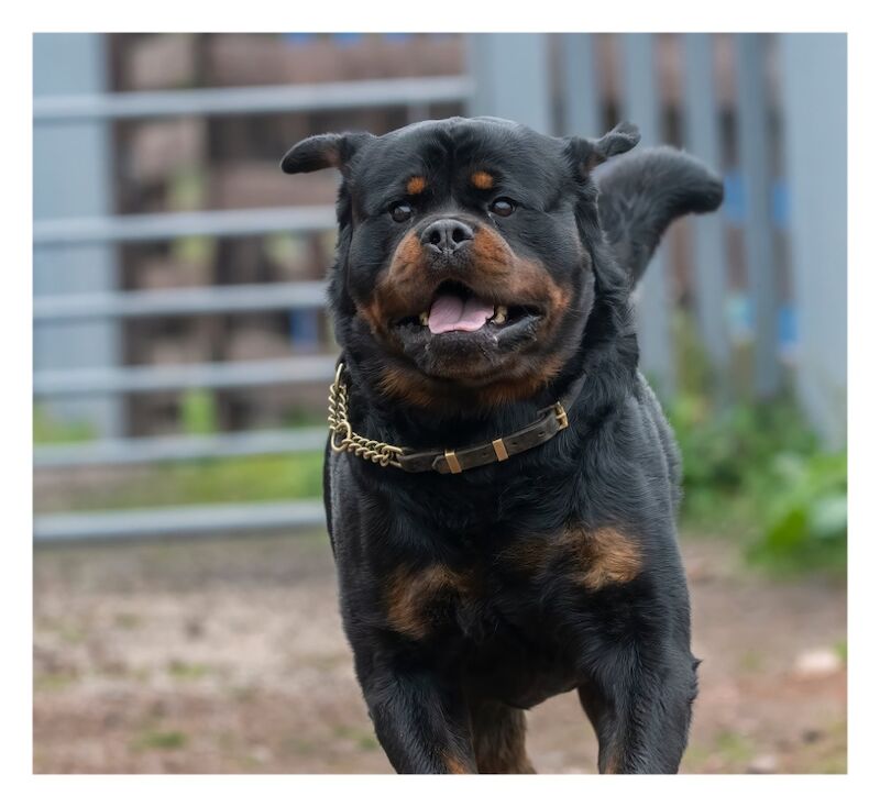 Westshields Rottweilers - Rottweiler Breeder on Rottweiler Owners - Image 4