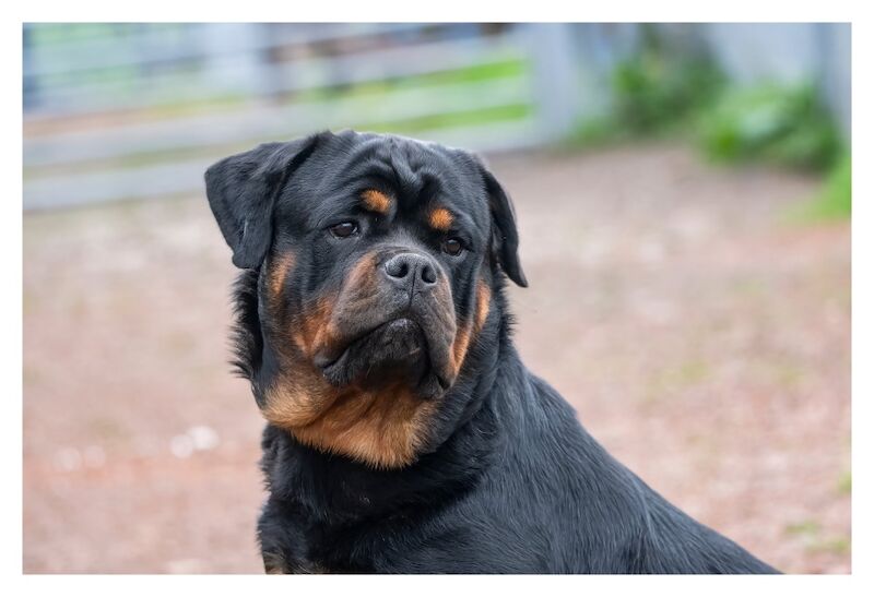 Westshields Rottweilers - Rottweiler Breeder - Image 5