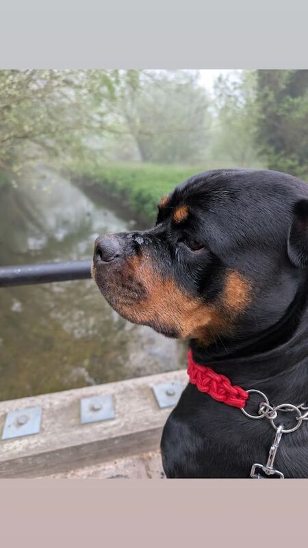 Kayleigh - Private Seller on Rottweiler Owners - Image 1