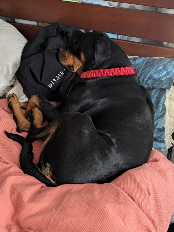 Kayleigh - Private Seller on Rottweiler Owners - Image 2