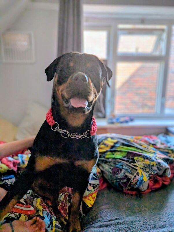 Kayleigh - Private Seller on Rottweiler Owners - Image 3
