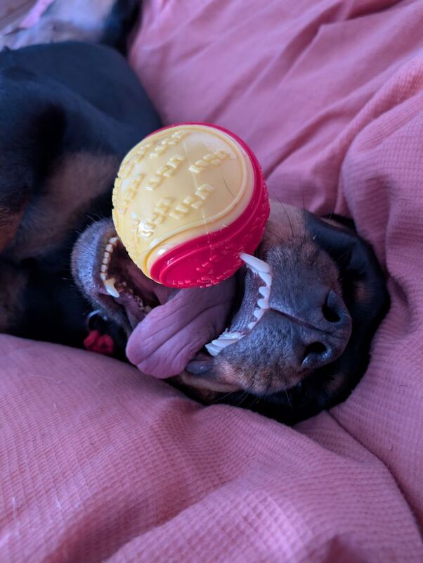 Kayleigh - Private Seller on Rottweiler Owners - Image 4