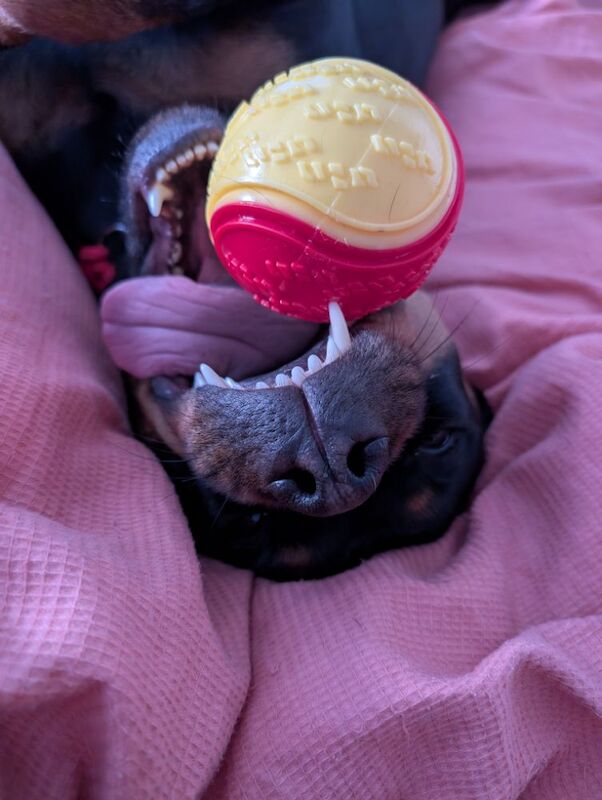 Kayleigh - Private Seller on Rottweiler Owners - Image 5