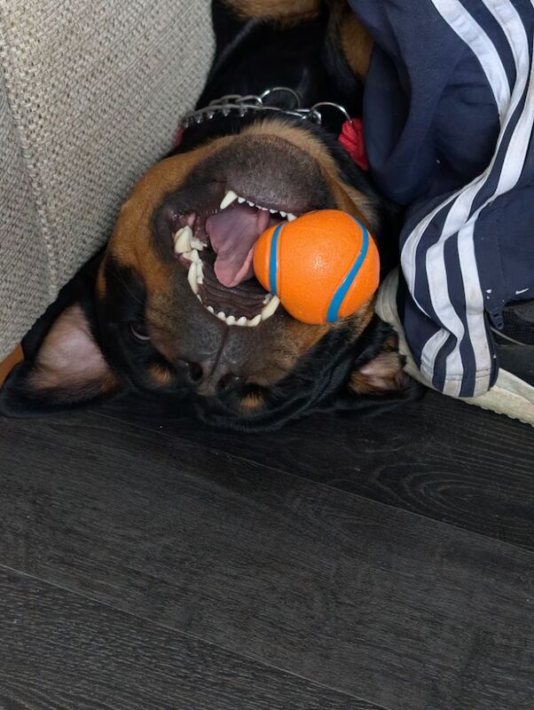 Kayleigh - Private Seller on Rottweiler Owners - Image 6