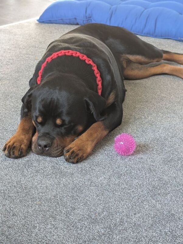 Kayleigh - Private Seller on Rottweiler Owners - Image 7