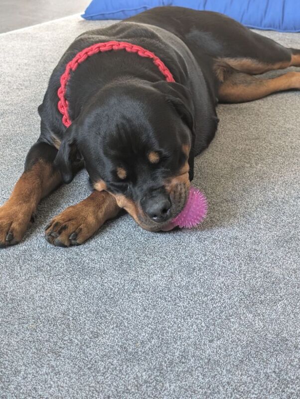 Kayleigh - Private Seller on Rottweiler Owners - Image 8