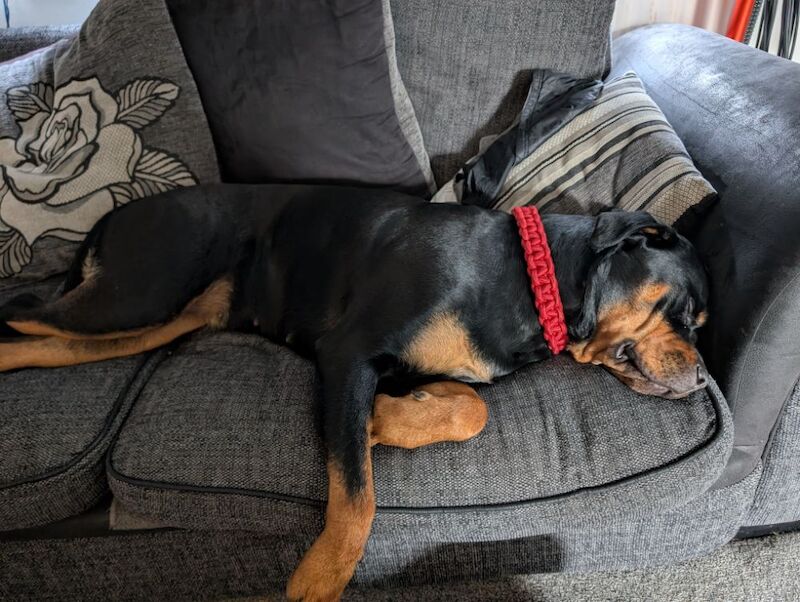 Kayleigh - Private Seller on Rottweiler Owners - Image 9