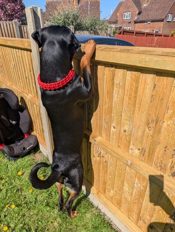 Kayleigh - Private Seller on Rottweiler Owners - Image 10