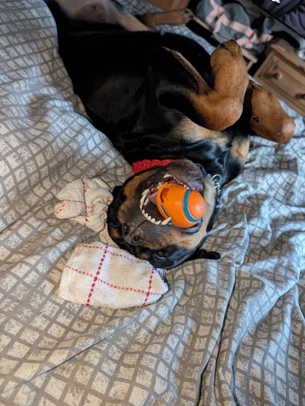 Kayleigh - Private Seller on Rottweiler Owners - Image 11