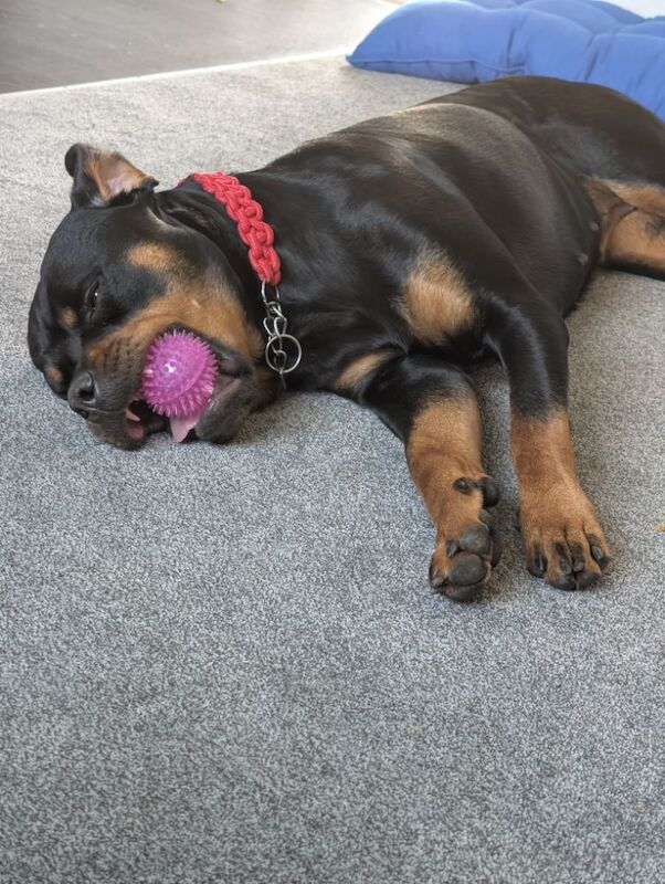 Kayleigh - Private Seller on Rottweiler Owners - Image 12