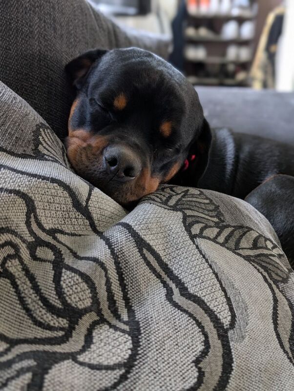 Kayleigh - Private Seller on Rottweiler Owners - Image 13