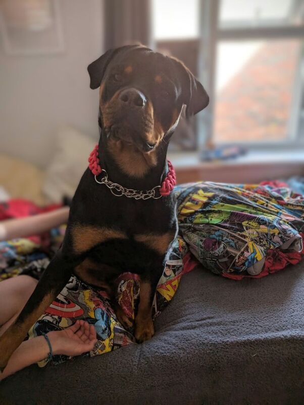 Kayleigh - Private Seller on Rottweiler Owners - Image 14