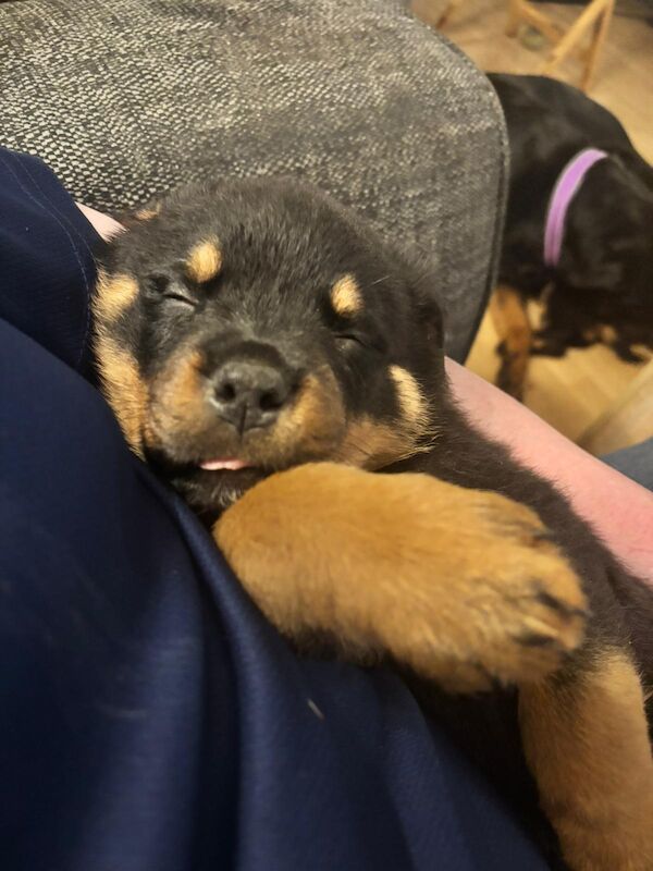 Stephen Woods - Rottweiler Breeder - Image 1