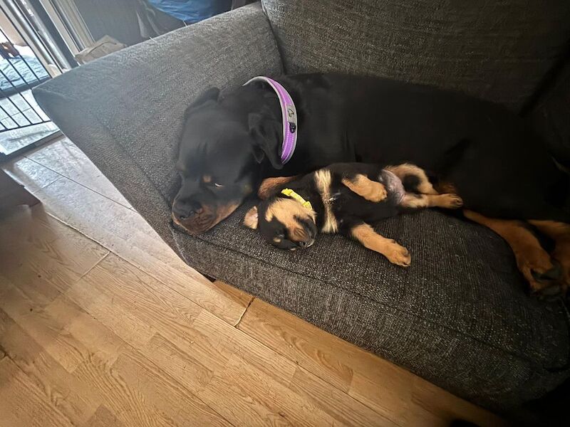 Stephen Woods - Rottweiler Breeder - Image 2