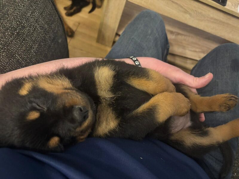 Stephen Woods - Rottweiler Breeder - Image 3