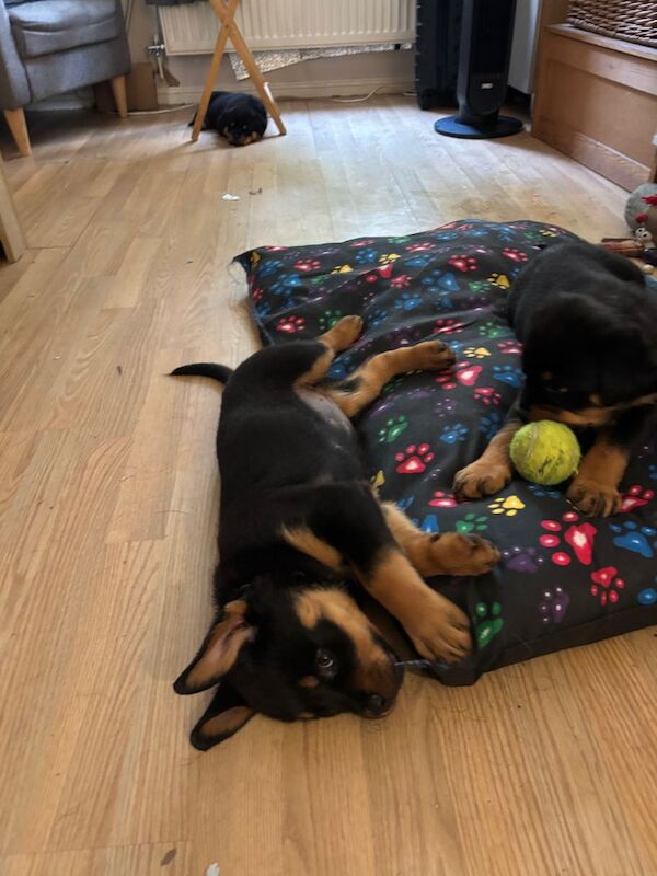 Stephen Woods - Rottweiler Breeder - Image 4