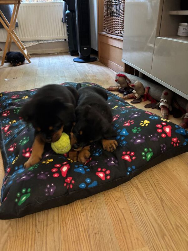 Stephen Woods - Rottweiler Breeder - Image 5