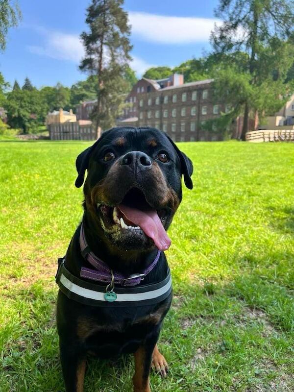 Stephen Woods - Rottweiler Breeder - Image 6