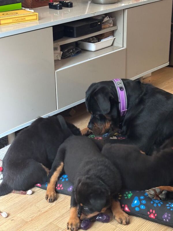 Stephen Woods - Rottweiler Breeder - Image 7