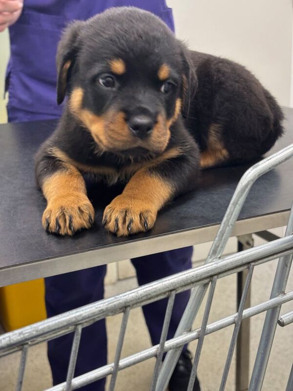 Stephen Woods - Rottweiler Breeder - Image 8