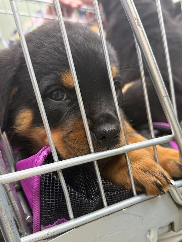 Stephen Woods - Rottweiler Breeder - Image 9