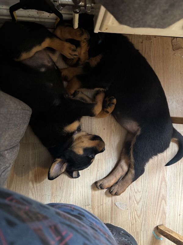 Stephen Woods - Rottweiler Breeder - Image 10