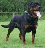 Stephen Woods - Rottweiler Breeder - Image 12