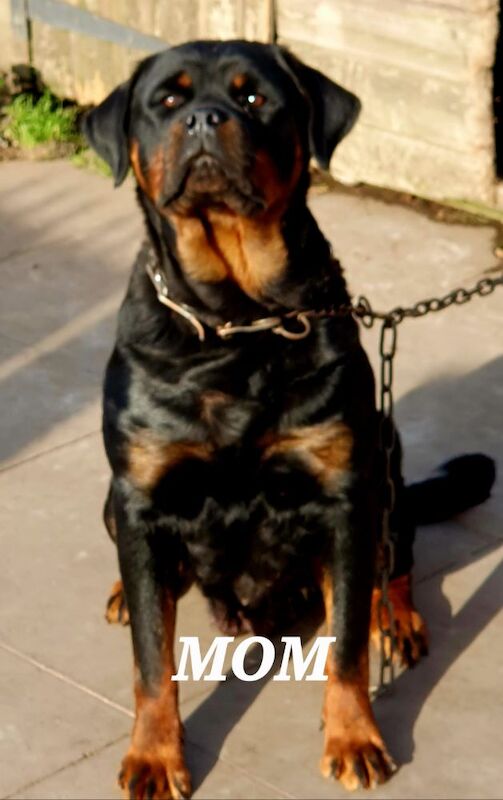 Wendy Walsh - Private Seller on Rottweiler Owners - Image 1