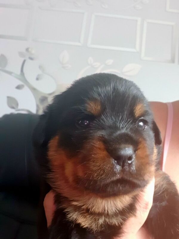 Wendy Walsh - Private Seller on Rottweiler Owners - Image 2