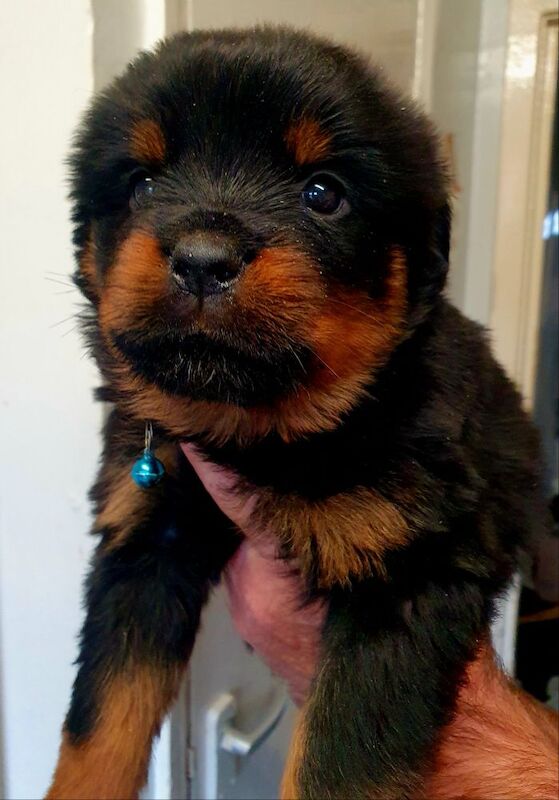 Wendy Walsh - Private Seller on Rottweiler Owners - Image 3