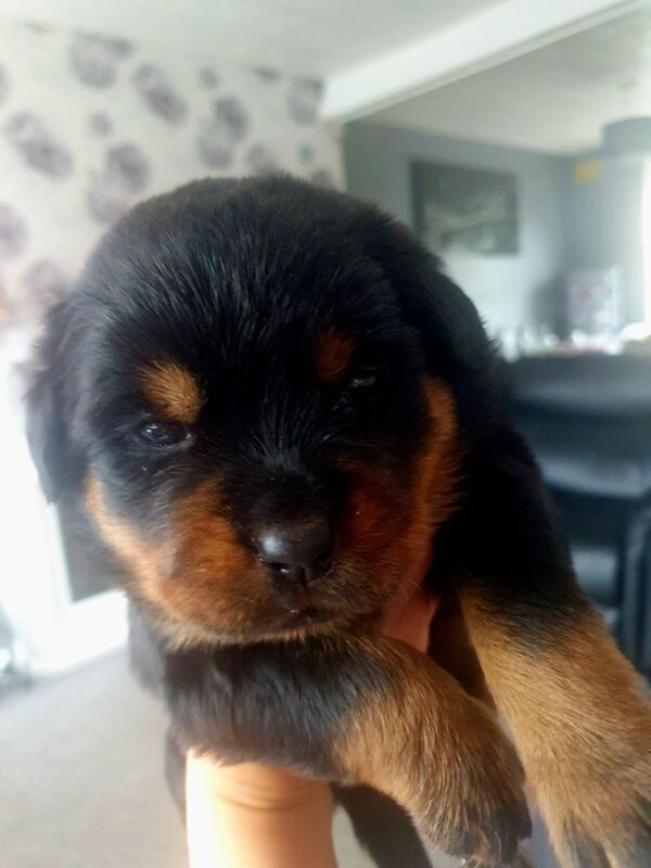 Wendy Walsh - Private Seller on Rottweiler Owners - Image 4