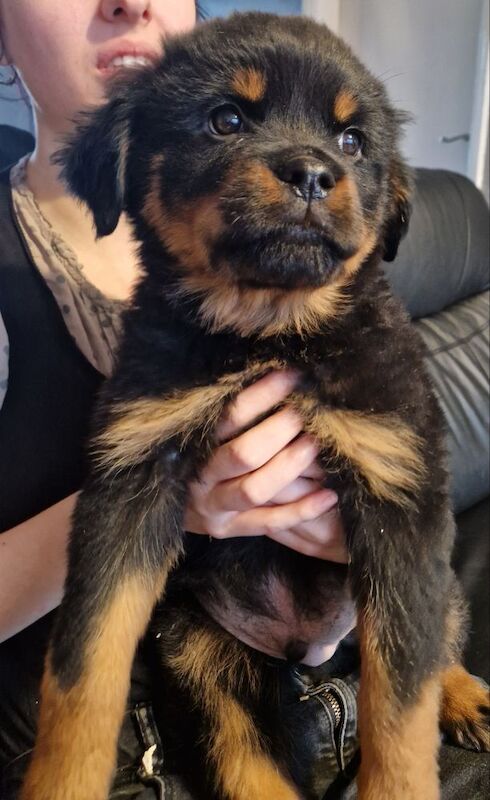 Wendy Walsh - Private Seller on Rottweiler Owners - Image 5