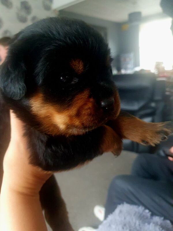 Wendy Walsh - Private Seller on Rottweiler Owners - Image 6