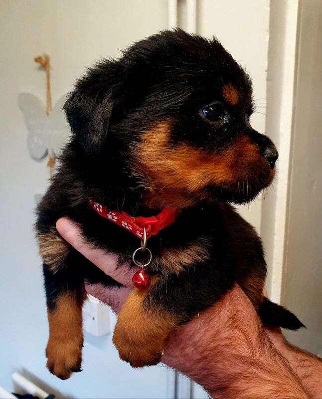 Wendy Walsh - Private Seller on Rottweiler Owners - Image 7