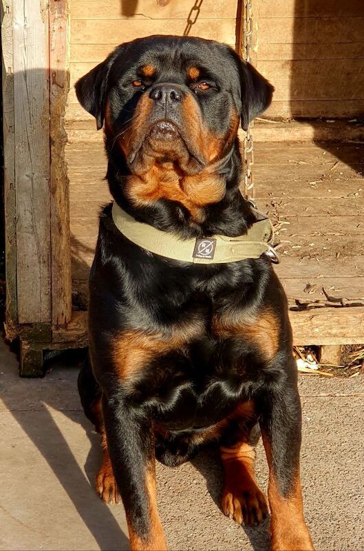 Wendy Walsh - Private Seller on Rottweiler Owners - Image 8