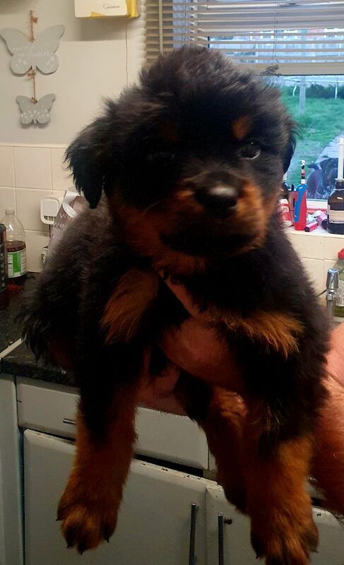 Wendy Walsh - Private Seller on Rottweiler Owners - Image 9
