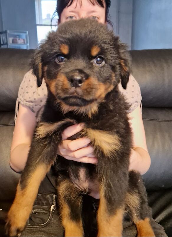 Wendy Walsh - Private Seller on Rottweiler Owners - Image 10